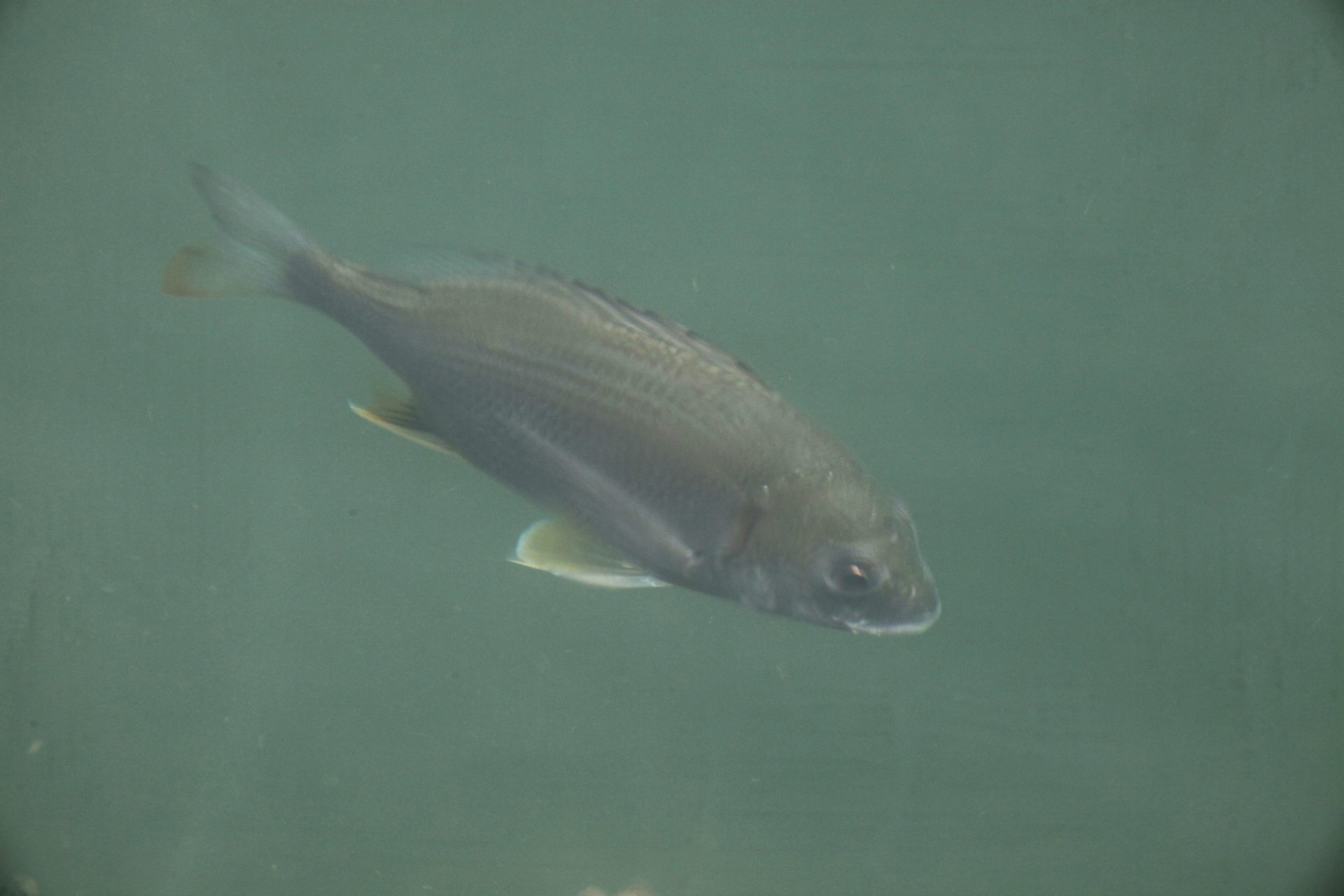 四万十川の魚 ６４ キチヌ 公益財団法人 四万十川財団