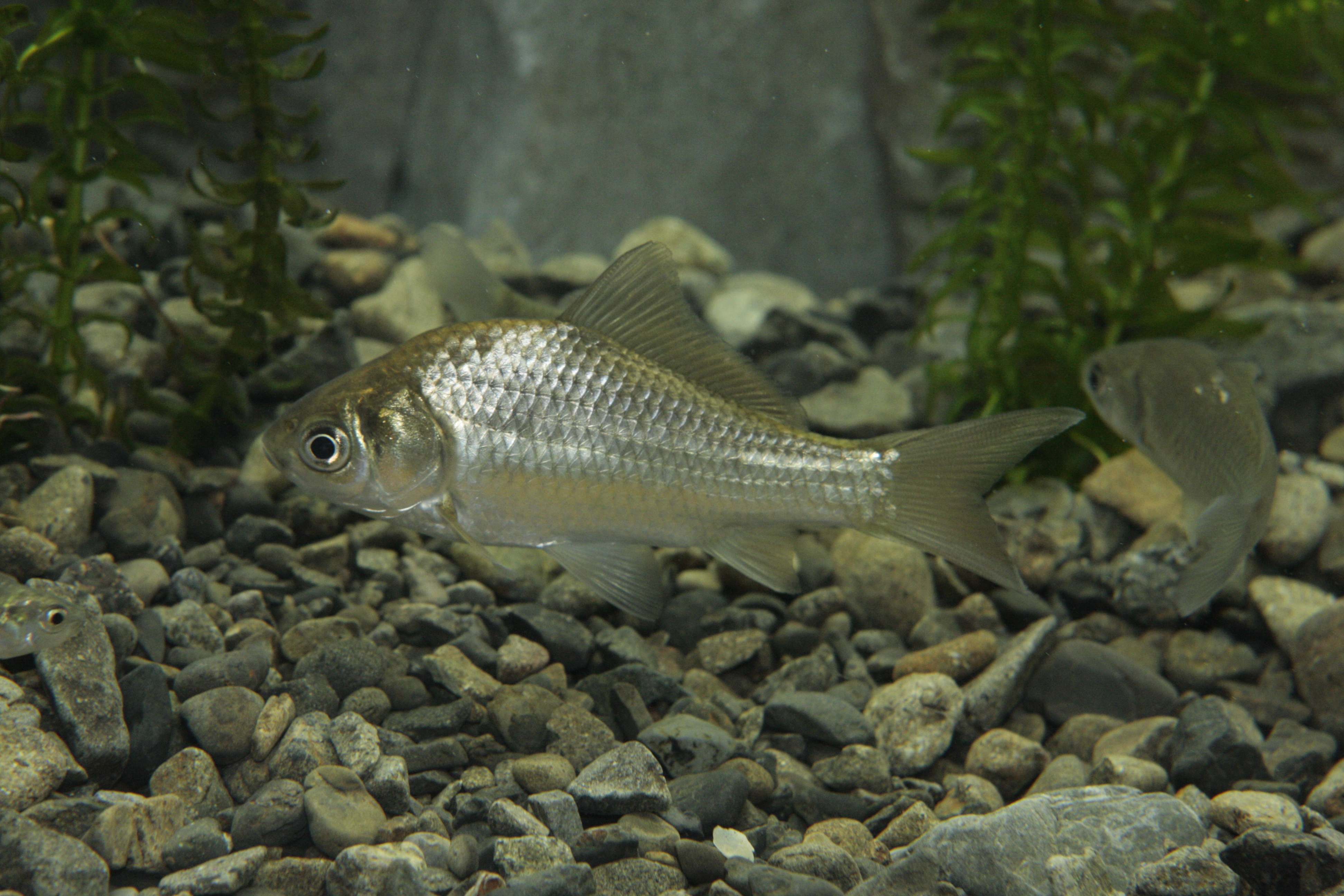 四万十川の魚 ８８ ゲンゴロウブナ ヘラブナ 公益財団法人 四万十川財団