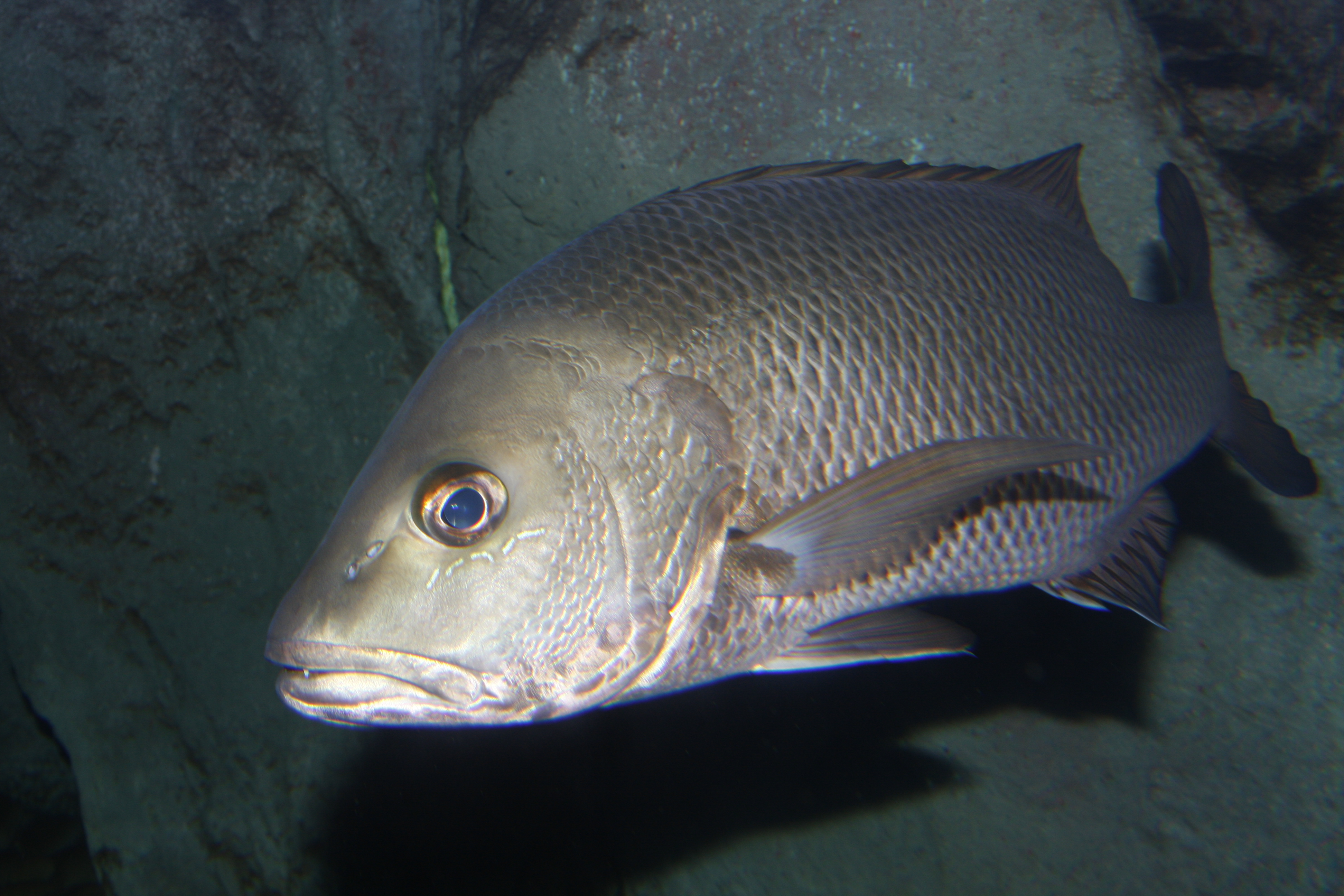 四万十川の魚 １００ ゴマフエダイ 公益財団法人 四万十川財団