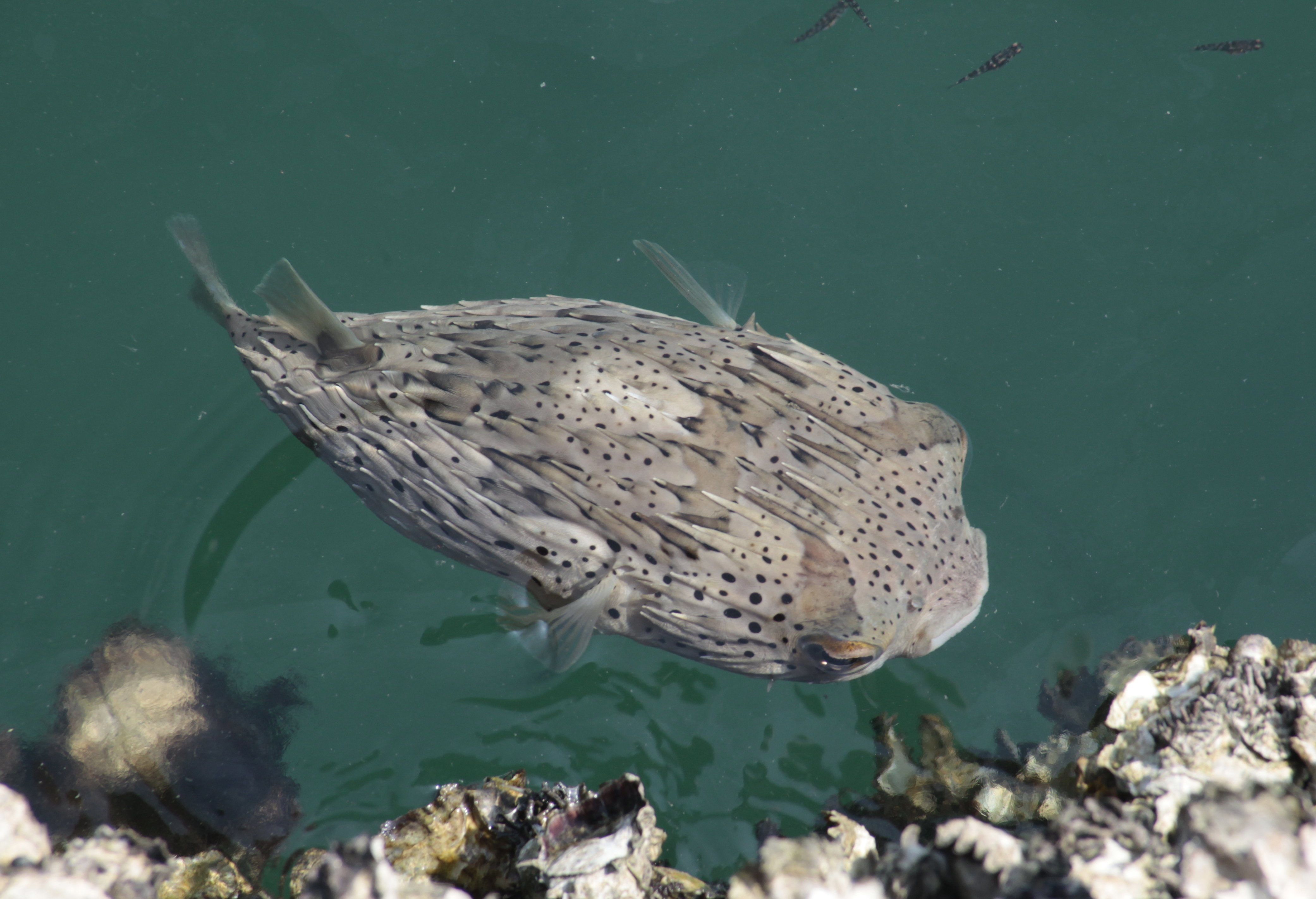 四万十川の魚 １７５ ハリセンボン 公益財団法人 四万十川財団