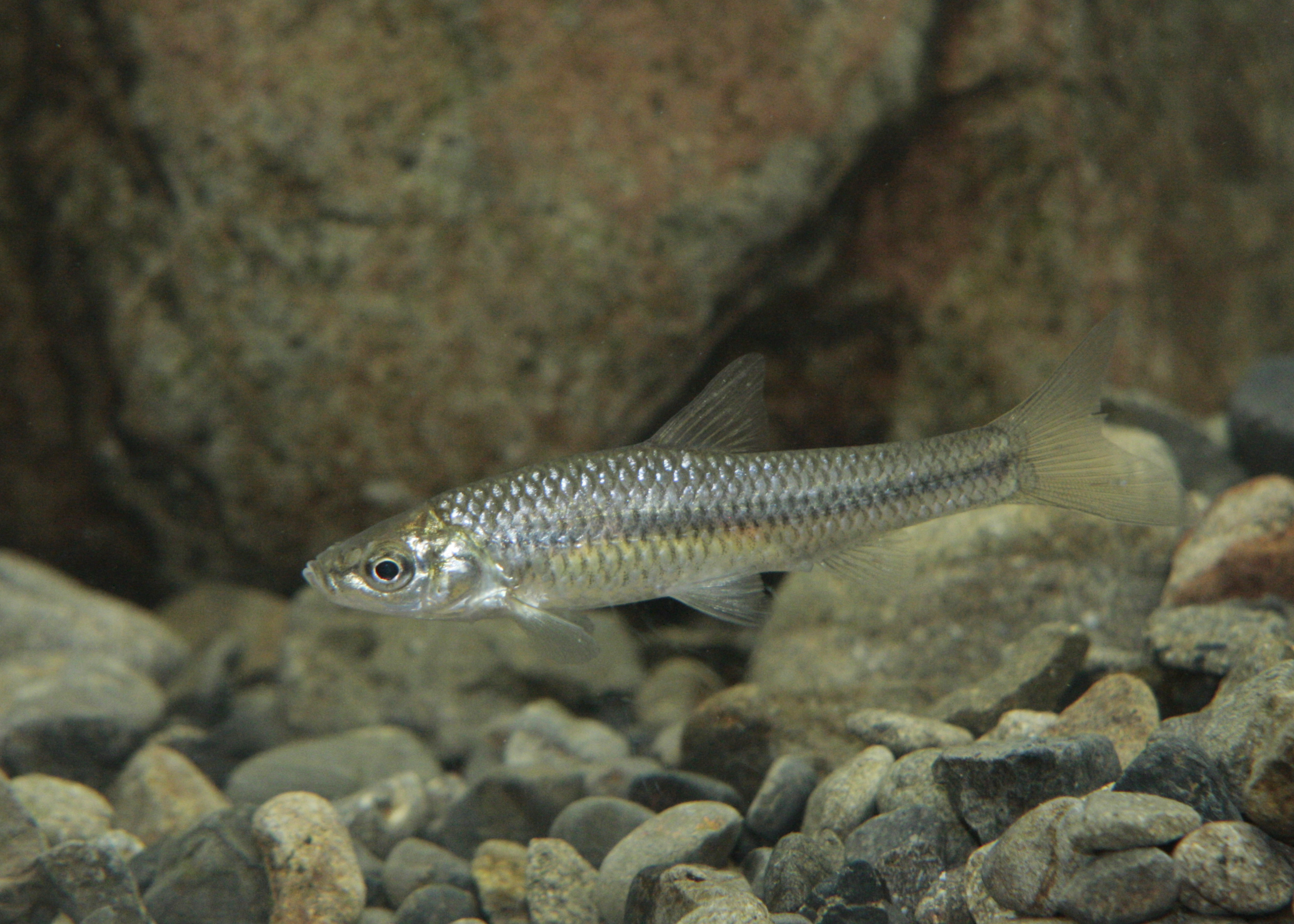 四万十川の魚 ２１０ モツゴ 公益財団法人 四万十川財団